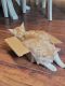 Tabby Cats for sale in Niceville, FL, USA. price: NA
