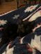 Tabby Cats for sale in Hartford, CT, USA. price: NA