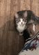 Tabby Cats for sale in 114 Lazy Acres Ln, Bishopville, SC 29010, USA. price: NA