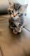 Tabby Cats for sale in Dearborn Heights, MI, USA. price: $100