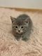 Tabby Cats for sale in Coon Rapids, MN, USA. price: NA