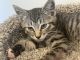 Tabby Cats for sale in 5115 Lankershim Blvd, North Hollywood, CA 91601, USA. price: $350