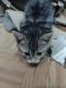Tabby Cats for sale in Mims, FL 32754, USA. price: NA