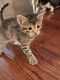 Tabby Cats for sale in Goose Creek, SC 29445, USA. price: NA