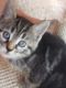 Tabby Cats for sale in Bell Gardens, CA 90201, USA. price: NA
