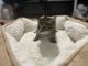 Tabby Cats for sale in Jersey City, NJ, USA. price: $20
