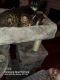 Tabby Cats for sale in Chesapeake, VA, USA. price: NA