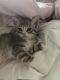 Tabby Cats for sale in Homosassa Springs, FL, USA. price: $100