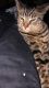 Tabby Cats for sale in Cleveland, OH 44121, USA. price: $80