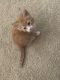 Tabby Cats for sale in Irvine, CA, USA. price: NA