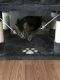 Tabby Cats for sale in Lebanon, TN, USA. price: NA