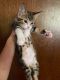 Tabby Cats for sale in Lake Arrowhead, CA, USA. price: $10
