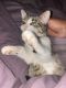 Tabby Cats for sale in Dallas, TX, USA. price: NA
