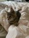 Tabby Cats for sale in Oxon Hill, MD, USA. price: NA