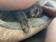 Tabby Cats for sale in 10000 Fannin St, Houston, TX 77045, USA. price: NA