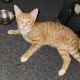 Tabby Cats for sale in Bay Shore, NY, USA. price: NA