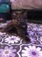 Tabby Cats for sale in Little Rock, AR, USA. price: NA