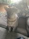 Tabby Cats for sale in Pompano Beach, FL, USA. price: $25