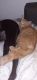 Tabby Cats for sale in Greenville, SC, USA. price: NA