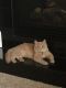 Tabby Cats for sale in Leavenworth, KS, USA. price: NA