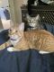 Tabby Cats for sale in Fort Lauderdale, FL, USA. price: $200
