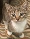 Tabby Cats for sale in Randleman, NC 27317, USA. price: $90