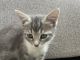 Tabby Cats for sale in Tempe, AZ, USA. price: NA
