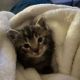 Tabby Cats for sale in Anaheim, CA, USA. price: NA