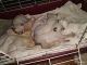 Tabby Cats for sale in Willis, TX, USA. price: $40