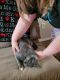 Tabby Cats for sale in Caldwell, ID 83605, USA. price: NA