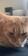 Tabby Cats for sale in Lauderdale Lakes, FL, USA. price: NA