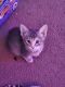 Tabby Cats for sale in Solano County, CA, USA. price: NA
