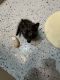 Tabby Cats for sale in 8008 Medio Dr, Houston, TX 77083, USA. price: $50