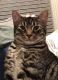 Tabby Cats for sale in Maumelle, AR 72113, USA. price: NA