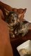 Tabby Cats for sale in Columbus, OH, USA. price: NA