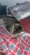 Tabby Cats for sale in Panama City, FL, USA. price: $20