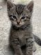 Tabby Cats for sale in Elk Grove, CA, USA. price: NA