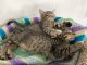 Tabby Cats for sale in Hesperia, CA, USA. price: NA