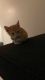 Tabby Cats for sale in Ocala, FL, USA. price: NA