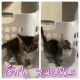 Tabby Cats for sale in Houston, TX, USA. price: $50