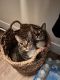 Tabby Cats for sale in Chandler, AZ, USA. price: NA