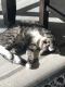 Tabby Cats for sale in 5115 Lankershim Blvd, North Hollywood, CA 91601, USA. price: NA