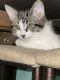 Tabby Cats for sale in Edmonds, WA, USA. price: NA