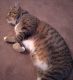 Tabby Cats for sale in 1600 Garrett Rd, Upper Darby, PA 19082, USA. price: $30
