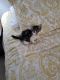 Tabby Cats for sale in Carol City, FL 33056, USA. price: NA