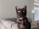 Tabby Cats for sale in Chino Hills, CA, USA. price: NA