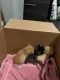 Tabby Cats for sale in Corona, CA, USA. price: NA