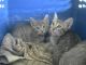 Tabby Cats for sale in Barstow, CA, USA. price: $80