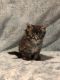 Tabby Cats for sale in Missoula, MT, USA. price: NA