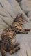 Tabby Cats for sale in Moreno Valley, CA 92551, USA. price: NA